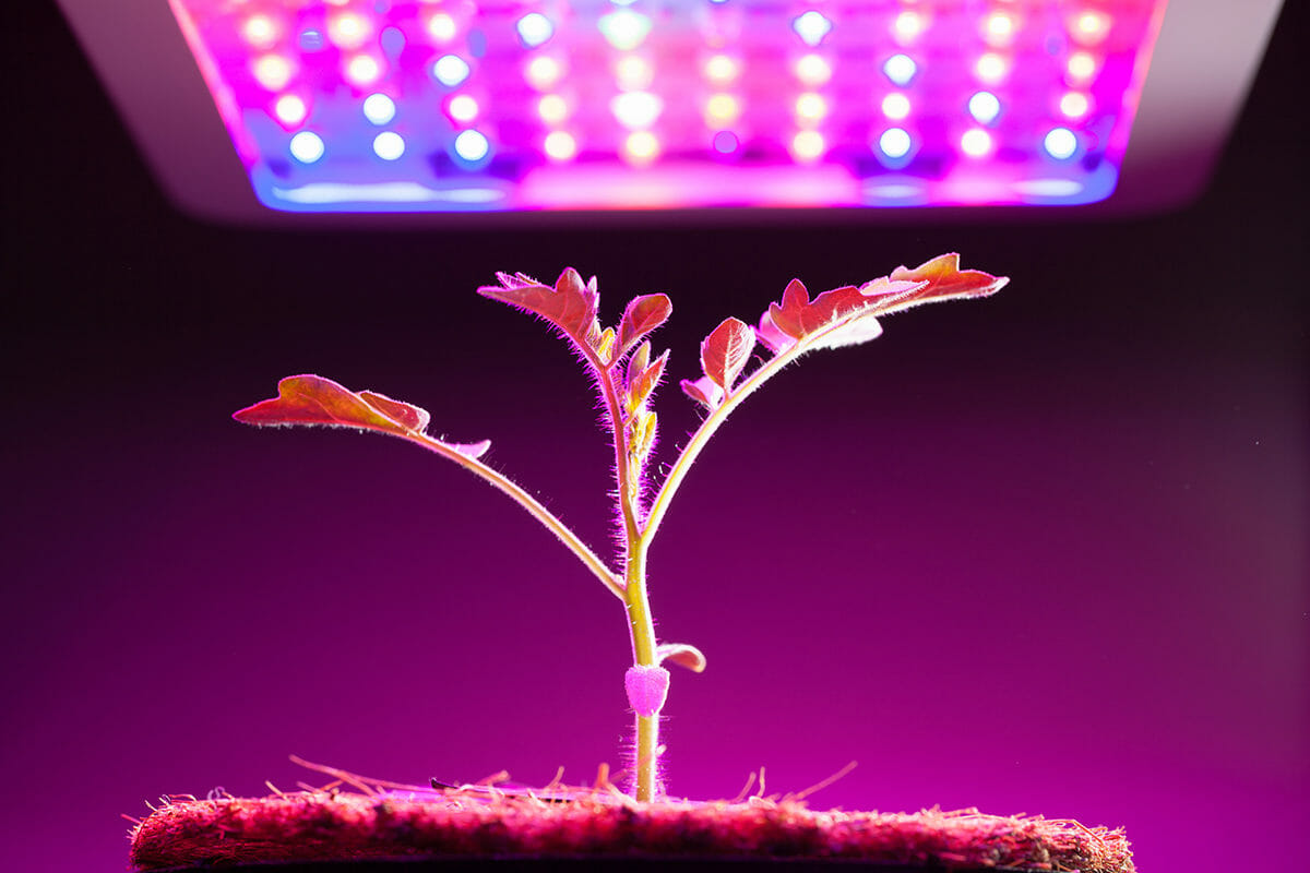 رشد گیاه LED