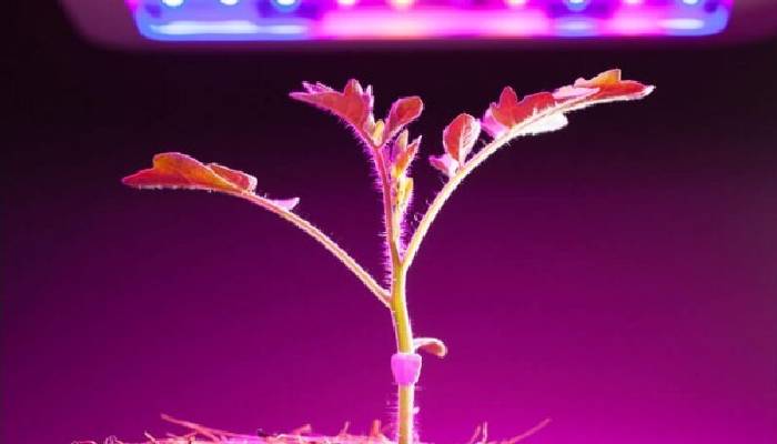 تاثیر لامپ ال ‌ای دی در رشد گیاه